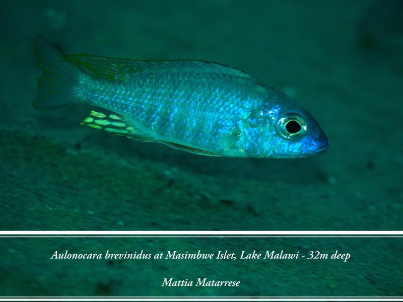 Aulonocara brevinidus 'Masimbwe Island'